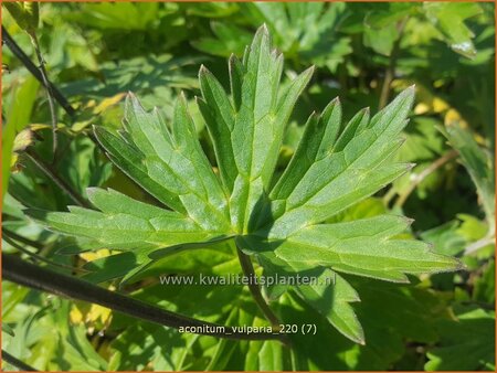 Aconitum vulparia