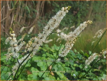 Actaea japonica &#39;Silver Dance&#39;