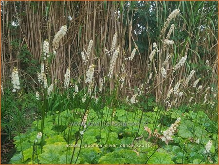 Actaea japonica &#39;Silver Dance&#39;