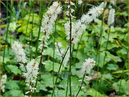 Actaea japonica &#39;Silver Dance&#39;