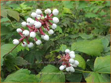 Actaea pachypoda