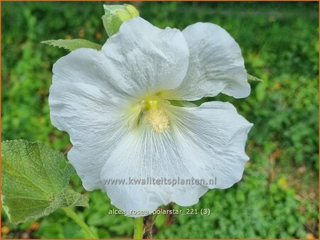 Alcea rosea &#39;Polarstar&#39;