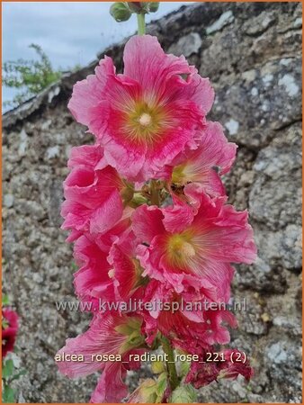 Alcea rosea &#39;Radiant Rose&#39;
