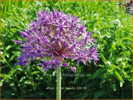 Allium &#39;Violet Beauty&#39;
