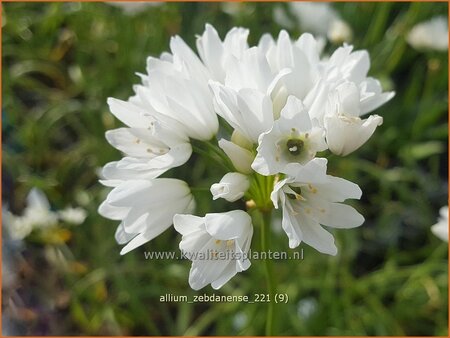 Allium zebdanense