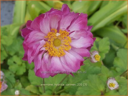 Anemone hybrida &#39;Carmen&#39;