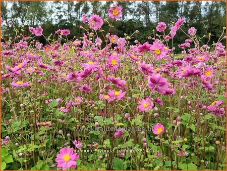 Anemone hybrida &#39;Pamina&#39;