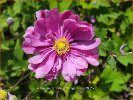 Anemone hybrida &#39;Rotkäppchen&#39;