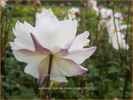 Anemone hybrida &#39;Snow Angel&#39;