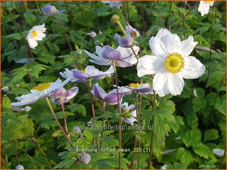 Anemone &#39;Ruffled Swan&#39;