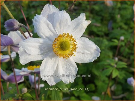 Anemone &#39;Ruffled Swan&#39;