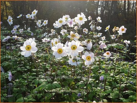 Anemone &#39;Ruffled Swan&#39;