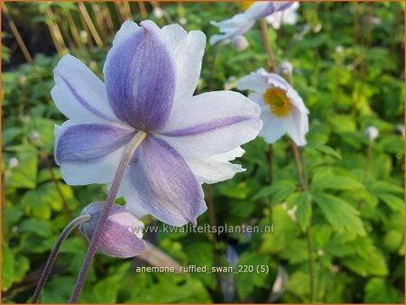 Anemone &#39;Ruffled Swan&#39;