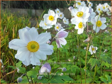 Anemone &#39;Ruffled Swan&#39;