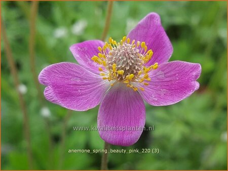 Anemone &#39;Spring Beauty Pink&#39;
