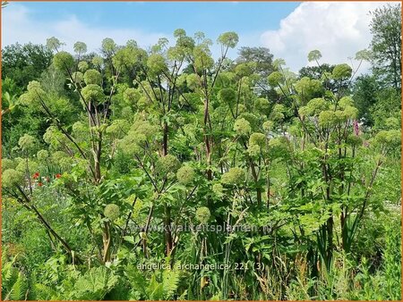 Angelica archangelica