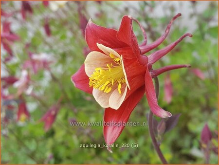 Aquilegia &#39;Koralle&#39;