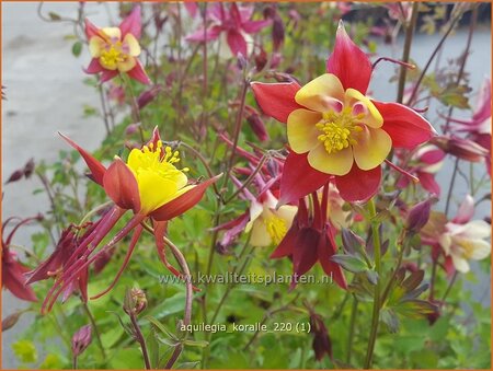 Aquilegia &#39;Koralle&#39;