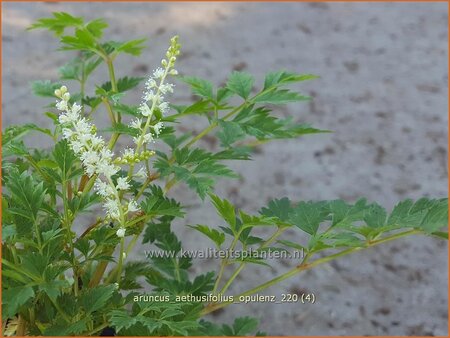 Aruncus aethusifolius &#39;Opulenz&#39;