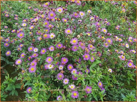 Aster ageratoides &#39;Ezo Murazaki&#39;