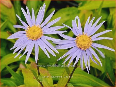 Aster koraiensis