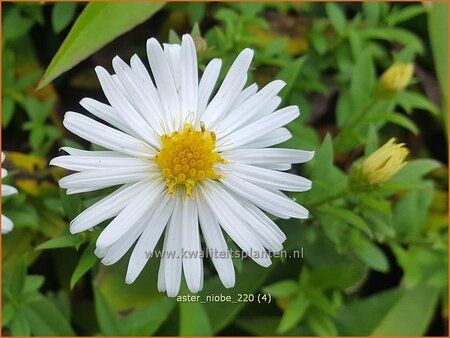 Aster &#39;Niobe&#39;