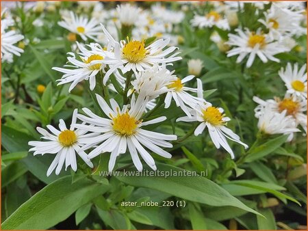 Aster &#39;Niobe&#39;