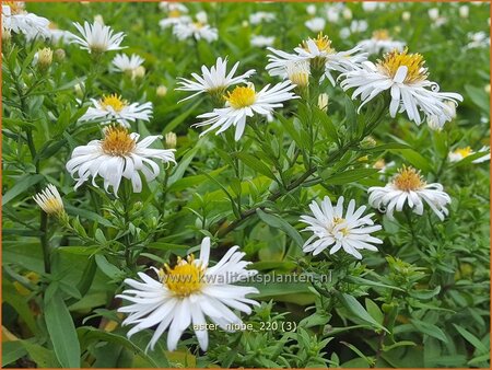 Aster &#39;Niobe&#39;