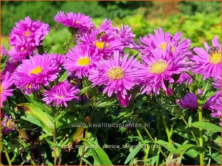 Aster novi-belgii &#39;Patricia Ballard&#39;