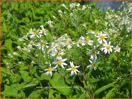Aster umbellatus &#39;Weisser Schirm&#39;