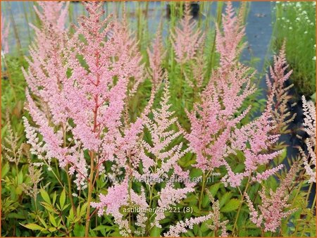 Astilbe &#39;Erika&#39;