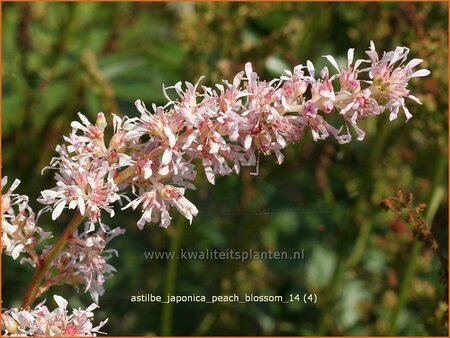 Astilbe 'Peach Blossom'