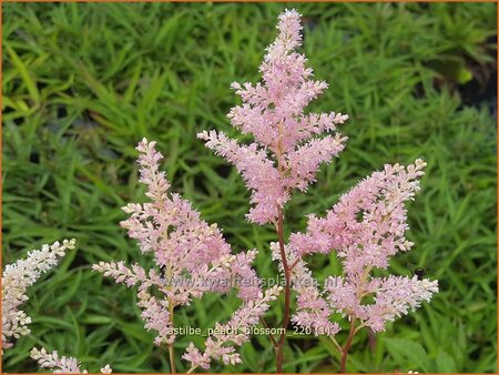 Astilbe &#39;Peach Blossom&#39;