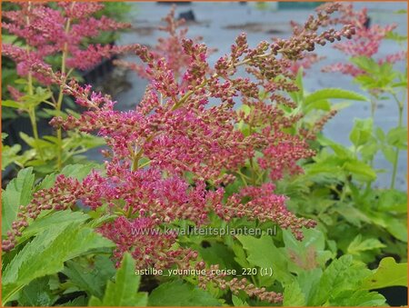 Astilbe 'Younique Cerise'