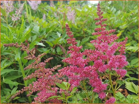 Astilbe 'Younique Cerise'