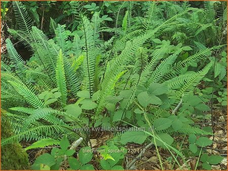 Blechnum spicant