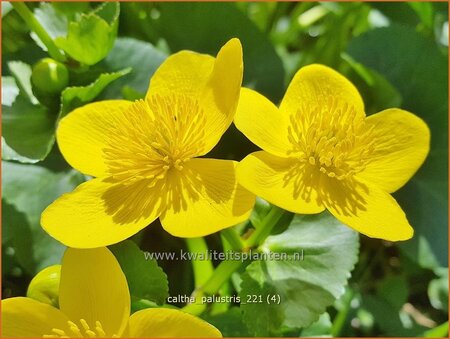 Caltha palustris