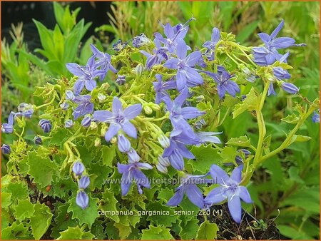 Campanula garganica &#39;Senior&#39;