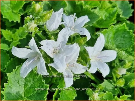 Campanula poscharskyana &#39;Nana Alba&#39;