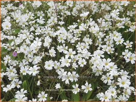 Cerastium tomentosum