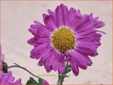 Chrysanthemum &#39;Corinna&#39;