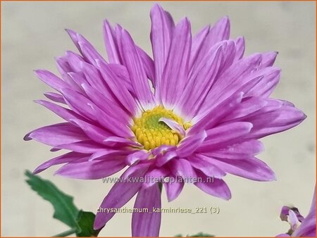 Chrysanthemum &#39;Karminriese&#39;