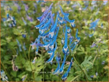 Corydalis &#39;Craigton Blue&#39;