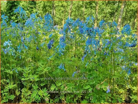 Corydalis &#39;Craigton Blue&#39;