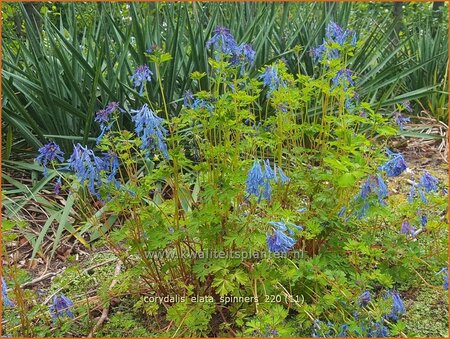 Corydalis elata &#39;Spinners&#39;