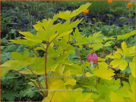 Dicentra spectabilis &#39;Yellow Leaf&#39;