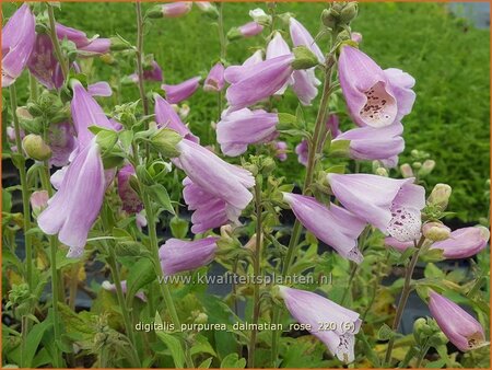 Digitalis purpurea &#39;Dalmatian Rose&#39;