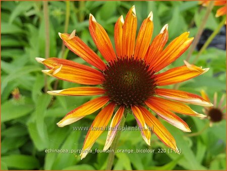 Echinacea purpurea &#39;Fountain Orange Bicolour&#39;