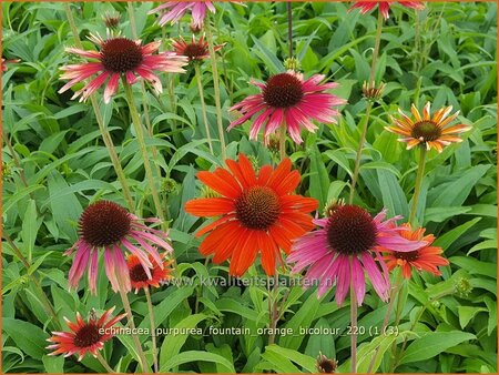 Echinacea purpurea &#39;Fountain Orange Bicolour&#39;