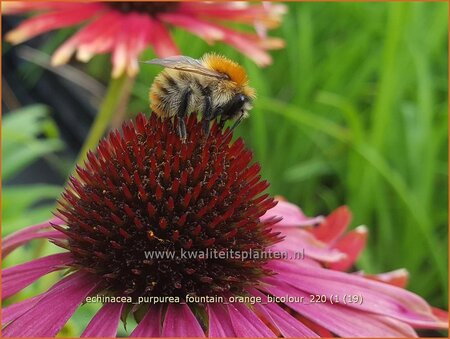 Echinacea purpurea &#39;Fountain Orange Bicolour&#39;